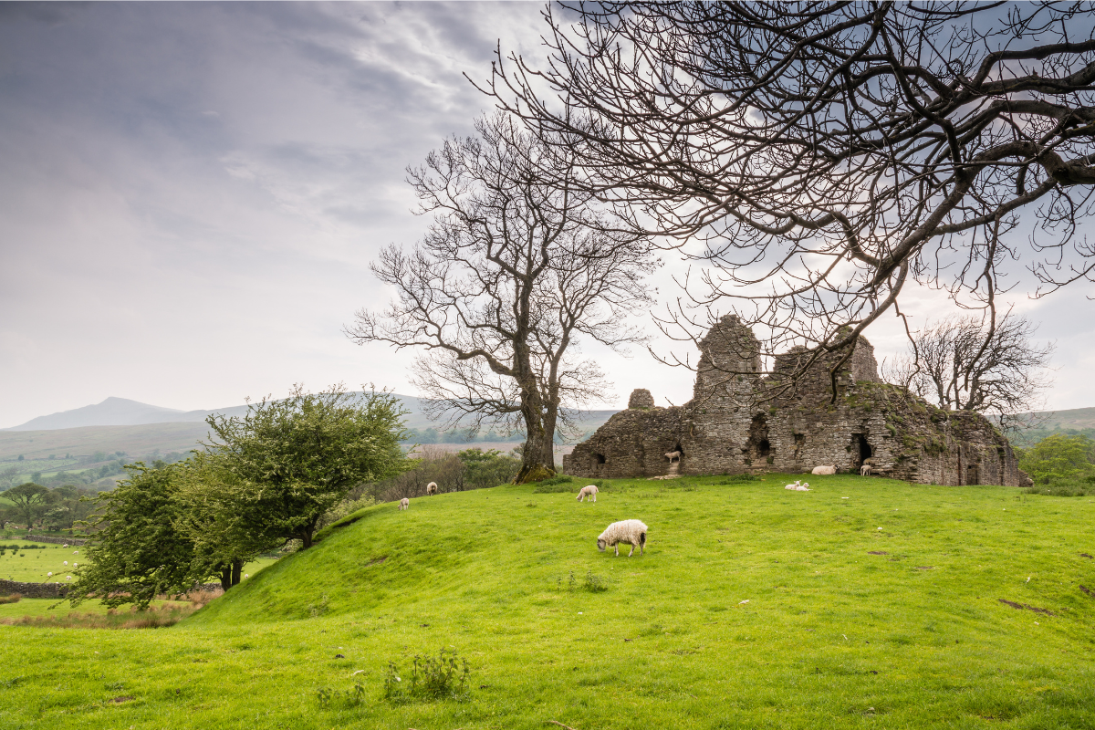 Pendragon Castle nestled on a grassy hill with sheep grazing