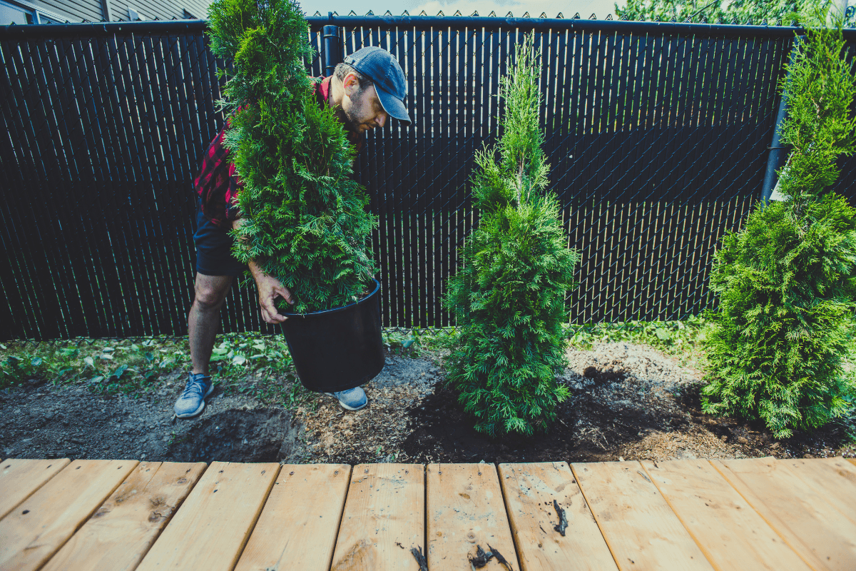 Man planting bushes in garden